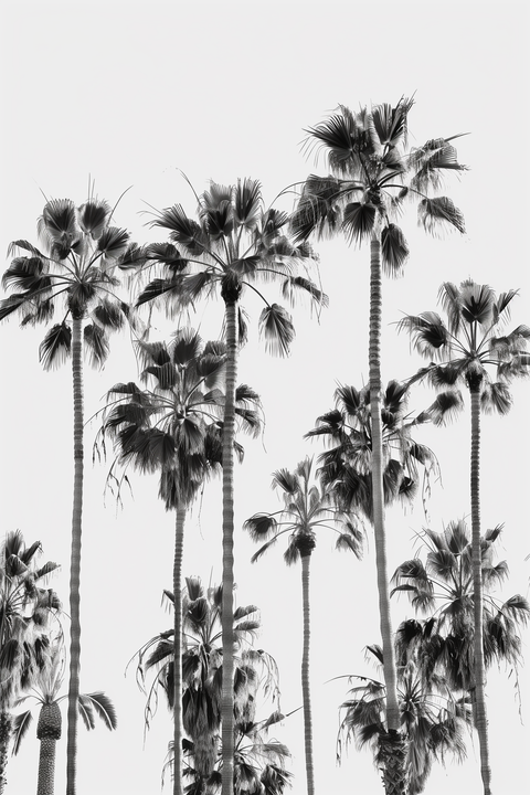 Monochrome Palms